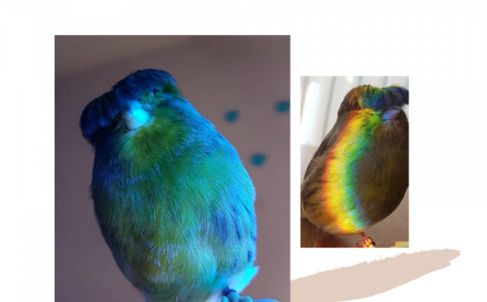 Upoznajte pticu sa šiškama koja je osvojila internet