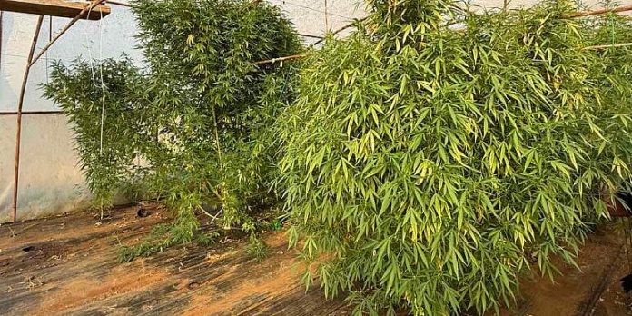 Od kuće u Stocu napravio plantažu marihuane: Otkriven laboratorij, pronađene 64 stabljike i tri kilograma droge