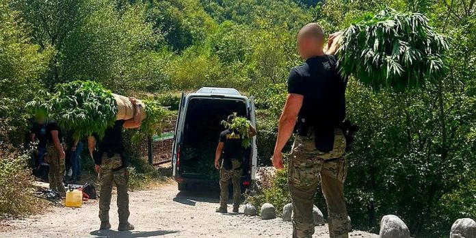 FUP objavio detalje velike akcije kod Mostara: Pronađeno 1.679 stabljika kanabisa na 12 plantaža
